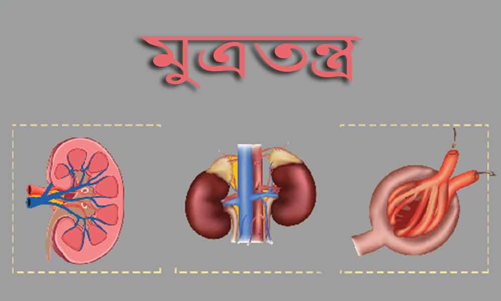 মূত্রতন্ত্রের সাধারণ রোগ (Common Diseases of Urinary System)